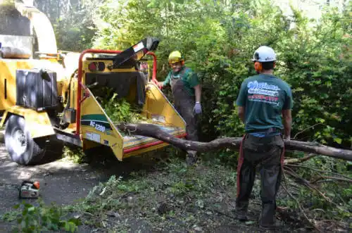 tree services Southwest Ranches